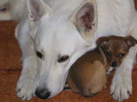 Weißer Schweizer Schäferhund meine kleine Schwester.. Lucy