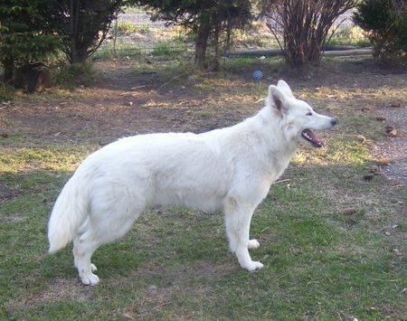 Weißer Schweizer Schäferhund Happy