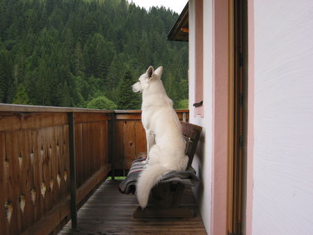 Weißer Schweizer Schäferhund endlich Uraub