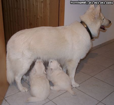 Weißer Schweizer Schäferhund Angel und ihre Töchter 2