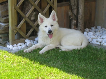 Weißer Schweizer Schäferhund Sonnige Laune