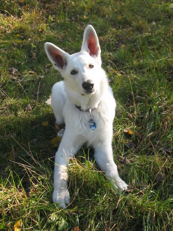 Weißer Schweizer Schäferhund Luna 10 Monate