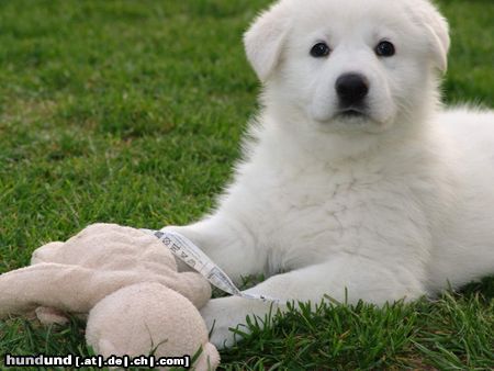 Weißer Schweizer Schäferhund Allegra mit Mama