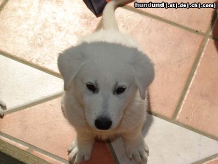 Weißer Schweizer Schäferhund brave Allegra