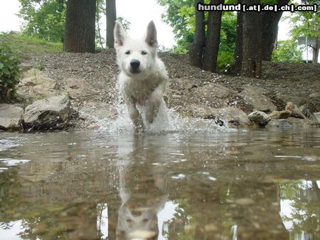 Weißer Schweizer Schäferhund Allegra im Wasser