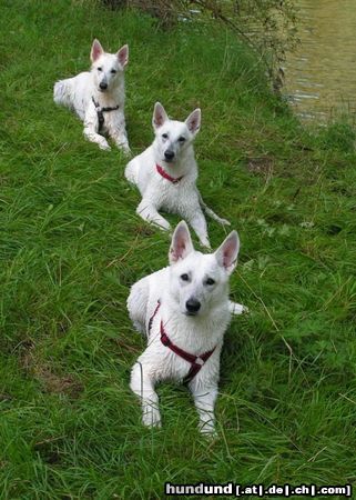 Weißer Schweizer Schäferhund Leya, Angel und Aischa