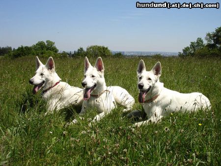 Weißer Schweizer Schäferhund Allegra mit Familie