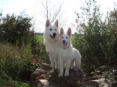 Weißer Schweizer Schäferhund