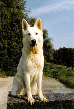 Weißer Schweizer Schäferhund Ambra