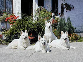 Weißer Schweizer Schäferhund