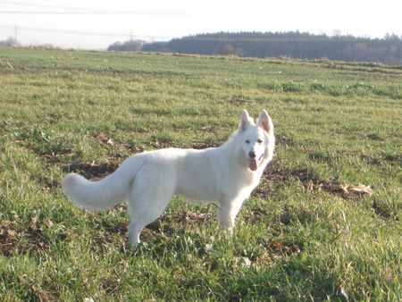 Weißer Schweizer Schäferhund