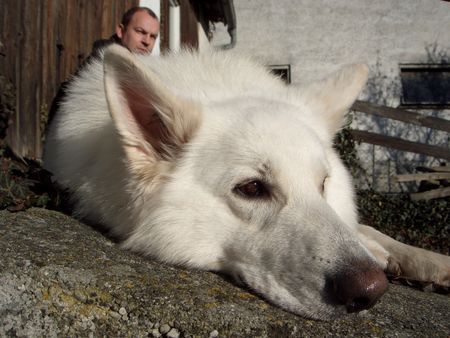 Weißer Schweizer Schäferhund