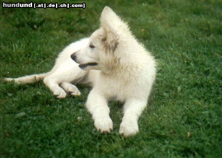 Weißer Schweizer Schäferhund Aitisha von Ting Hoi