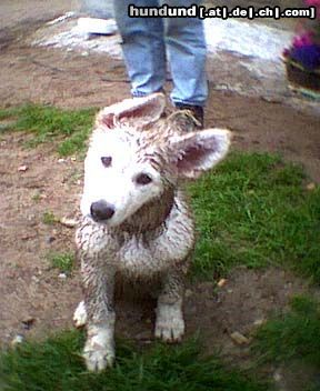 Weißer Schweizer Schäferhund Ein dreckiger WSS (Aitisha von Ting Hoi)