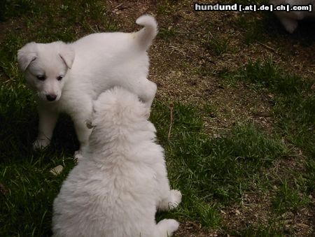 Weißer Schweizer Schäferhund Angelo und Angelique