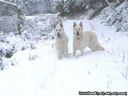 Weißer Schweizer Schäferhund Judy - Perle v.White beast K' + Angy - Kimba v. Koschterjanshaff