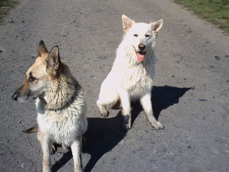 Weißer Schweizer Schäferhund