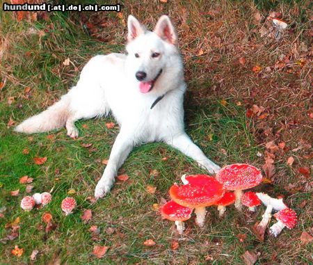 Weißer Schweizer Schäferhund Sky bei den Fliegenpilzen