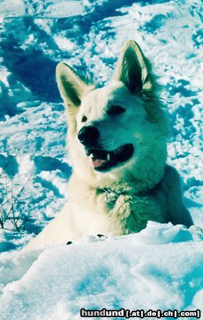 Weißer Schweizer Schäferhund Aziz White Boy from Peace and Harmony