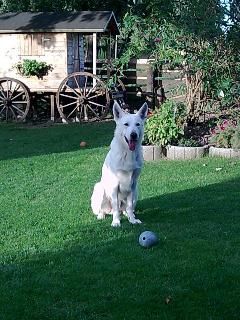 Weißer Schweizer Schäferhund