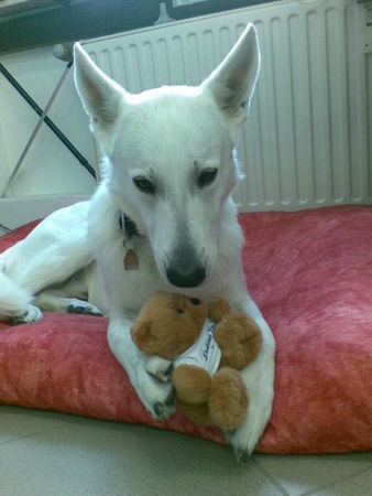 Weißer Schweizer Schäferhund geliebter Teddy