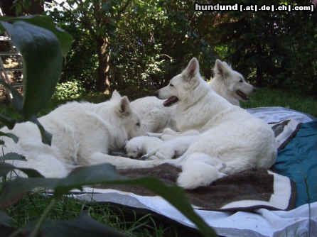 Weißer Schweizer Schäferhund  Weiße-Schäferhundwelpen: Siesta im Garten