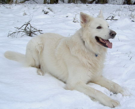 Weißer Schweizer Schäferhund Mein Benni