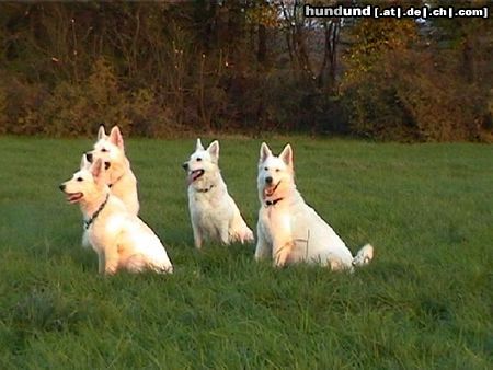 Weißer Schweizer Schäferhund Judy mit Nachkommen von A und B - Wurf