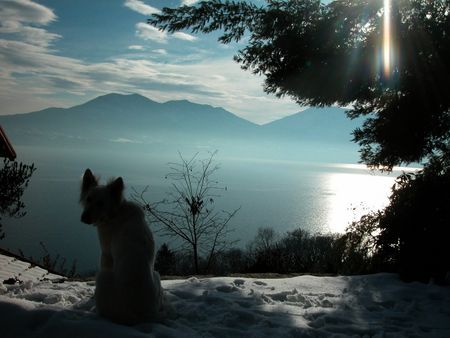 Weißer Schweizer Schäferhund