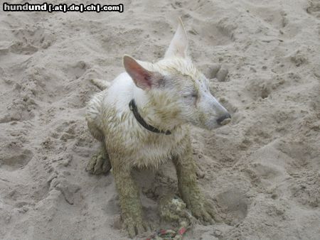 Weißer Schweizer Schäferhund Seehund