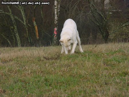 Weißer Schweizer Schäferhund Aus für die Maus