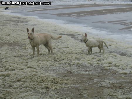 Weißer Schweizer Schäferhund Ein Tag an der See