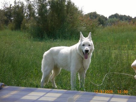 Weißer Schweizer Schäferhund Simba