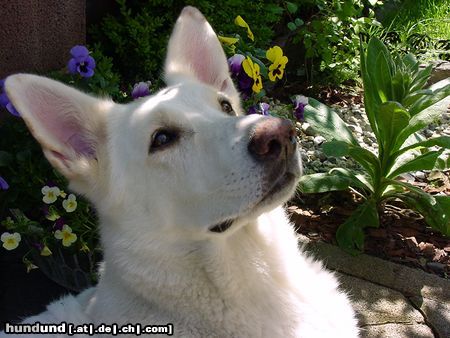 Weißer Schweizer Schäferhund Rasca 