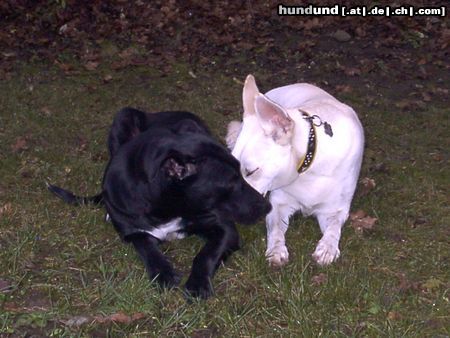 Weißer Schweizer Schäferhund Meine beste Freundin