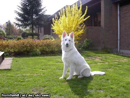 Weißer Schweizer Schäferhund Shanna vom Diekstöken