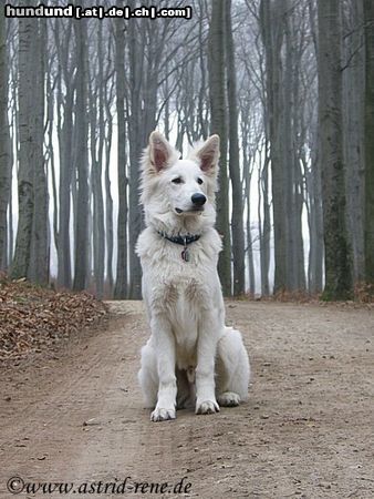 Weißer Schweizer Schäferhund Nanook (Zidane of White Condor), 7 Monate