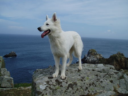 Weißer Schweizer Schäferhund luna in der bretagne