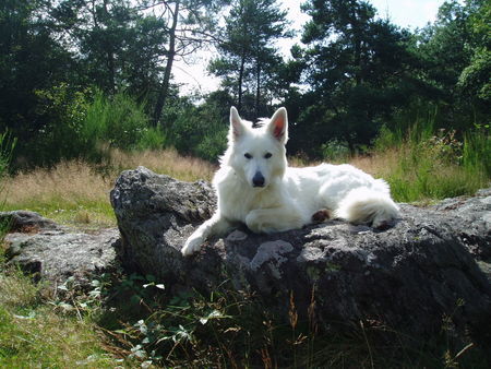 Weißer Schweizer Schäferhund luna in der bretagne