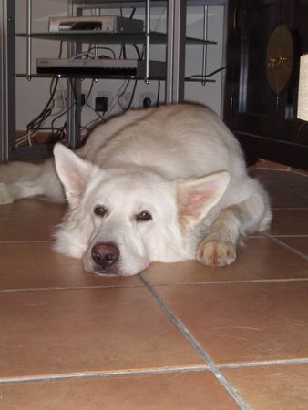 Weißer Schweizer Schäferhund Akio im Sommer 2006, 2 Jahre alt