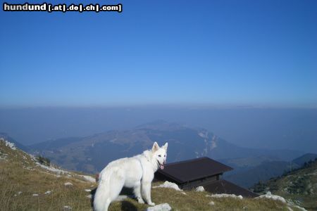 Weißer Schweizer Schäferhund