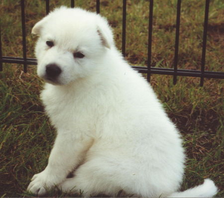 Weißer Schweizer Schäferhund Don Amigo 8 Wochen alt