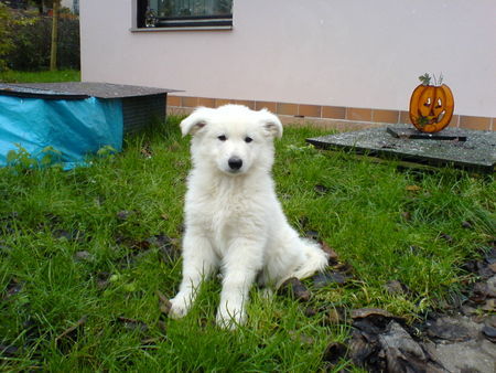 Weißer Schweizer Schäferhund Disco 2Monate 2