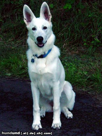 Weißer Schweizer Schäferhund Enya - 6 Monate 58cm und 25kg