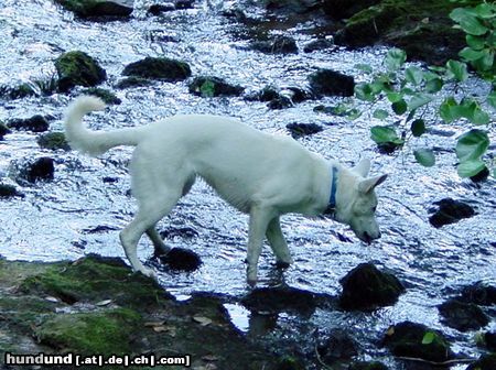 Weißer Schweizer Schäferhund Enya - 6 Monate 58cm und 25kg