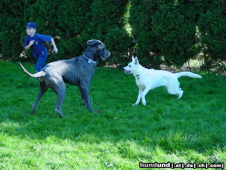 Weißer Schweizer Schäferhund