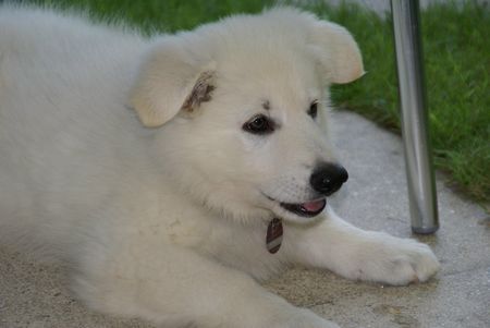 Weißer Schweizer Schäferhund Charu Jui