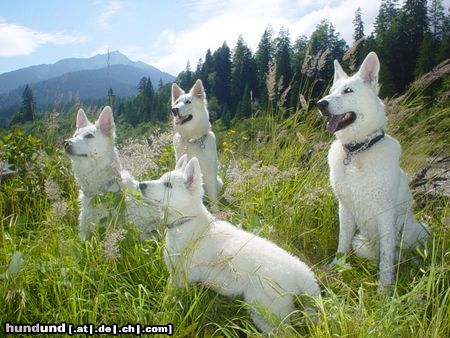 Weißer Schweizer Schäferhund im gries 