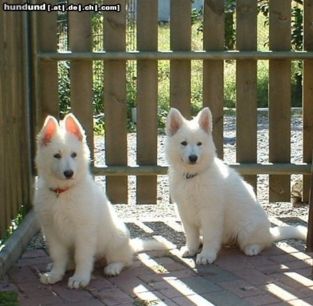 Weißer Schweizer Schäferhund Eve + Emma  vom Selberg