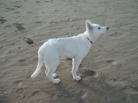 Weißer Schweizer Schäferhund Akio mit ca. 11 Wochen am Strand